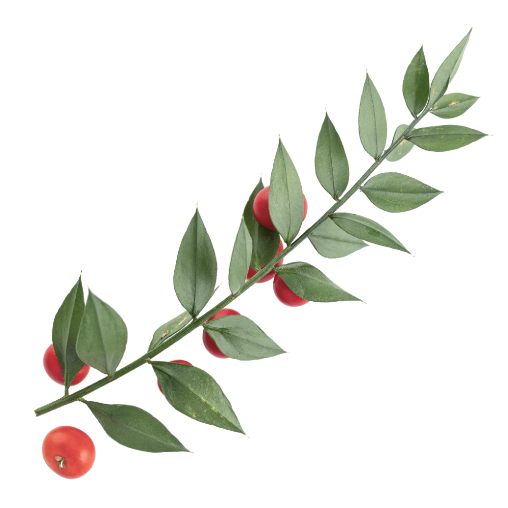 Estratto di pungitopo