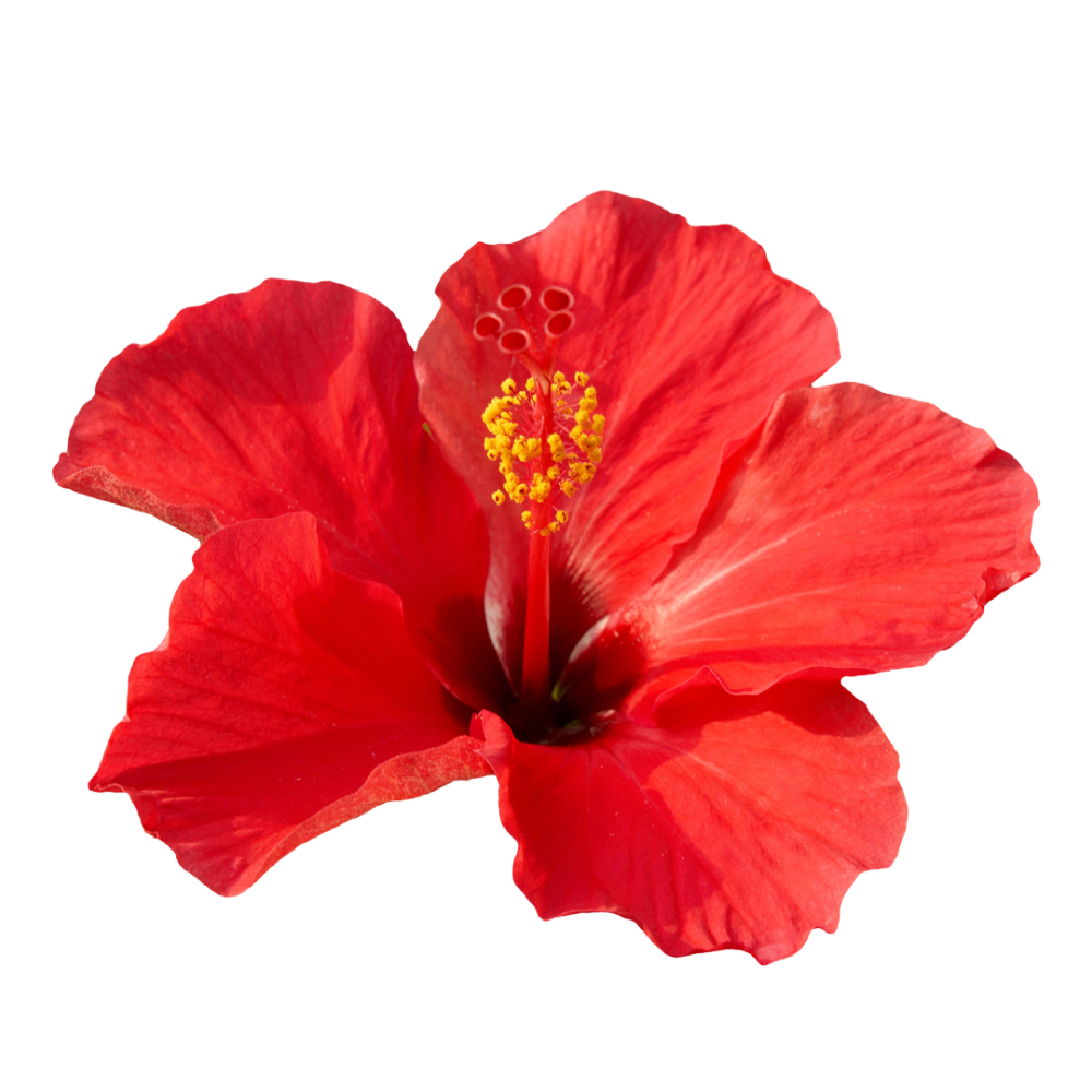 Fiori di ibisco