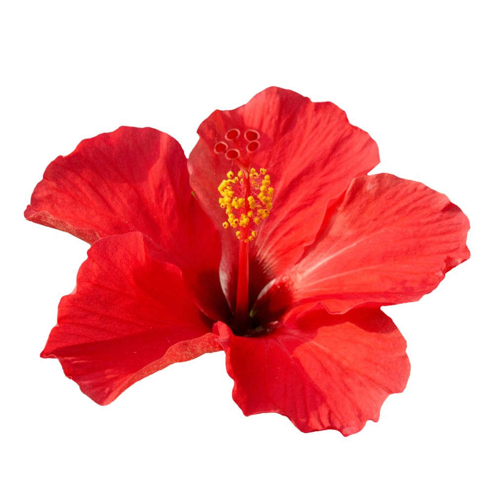 Fiori di ibisco