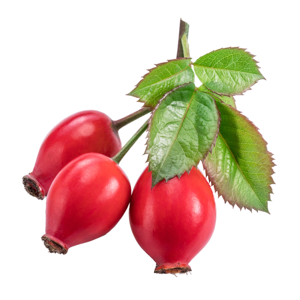 Estratto di frutti di rosa di macchia