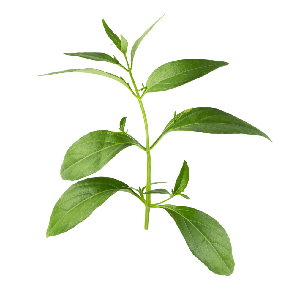 Estratto di foglie di Chiretta Verde