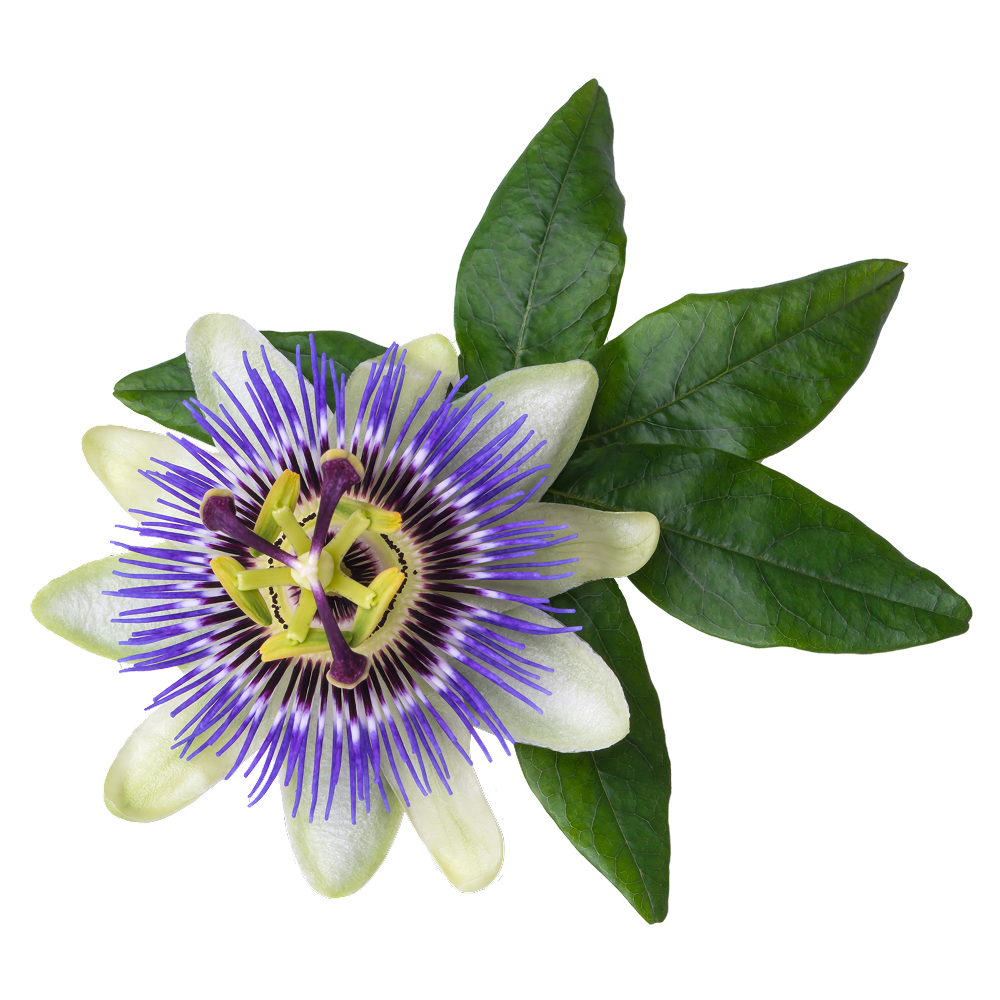 Passiflora