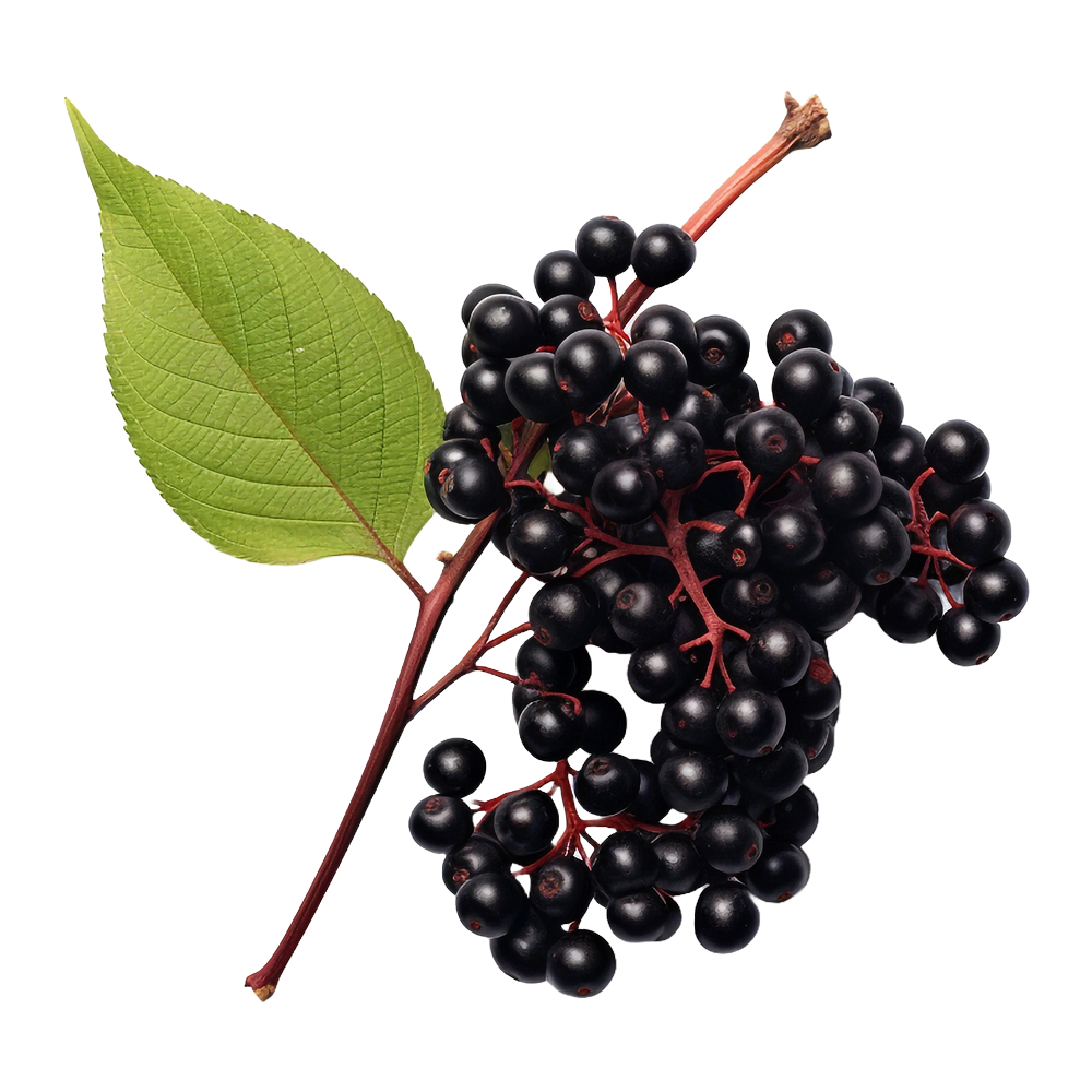 Zwarte vlier
